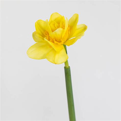 wholesale daffodil how are they packaged and shipped